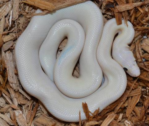 Medium Leucistic Colombian Rainbow Boas