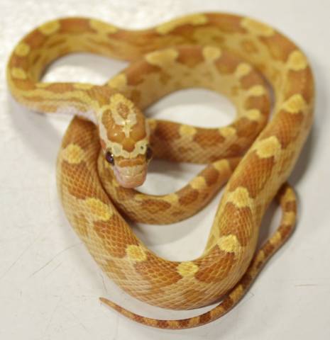 Baby Gold Dust Cornsnakes