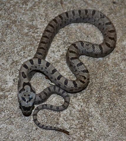 Baby Baird's Ratsnakes