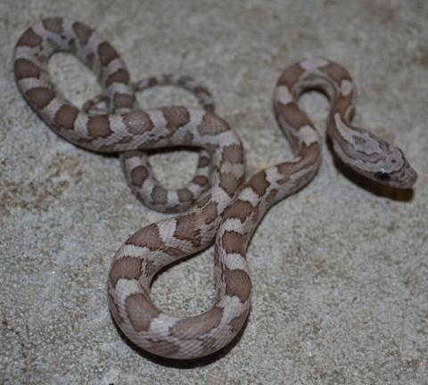 Baby Cinder Cornsnakes