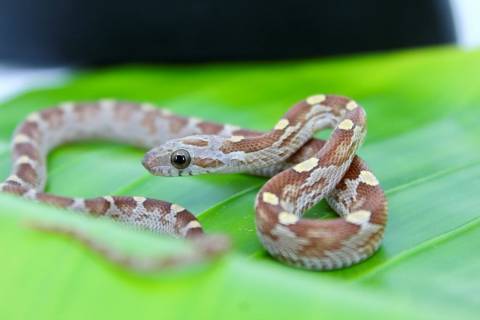 Baby Caramel Blood Red Cornsnakes