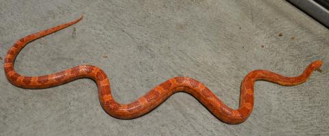 Sub Adult Albino Cornsnakes