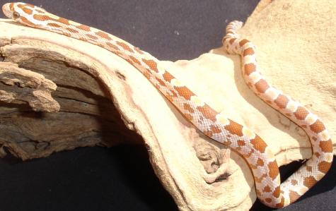 Baby Amber Cornsnakes