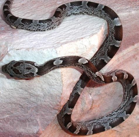 Baby Anery Blood Red Cornsnakes (Granite)