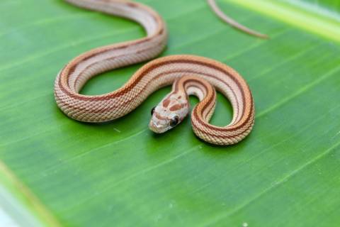 Baby Striped Okeetee Cornsnakes