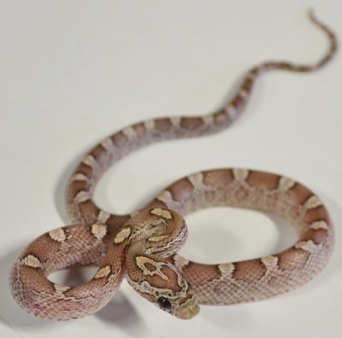 Baby Lavender Motley Cornsnakes