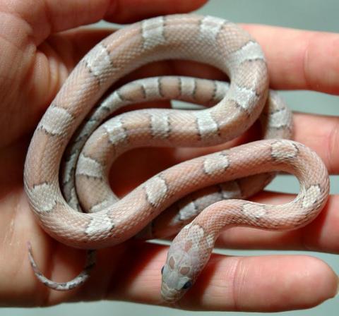 Baby Blood Red Ghost Cornsnakes
