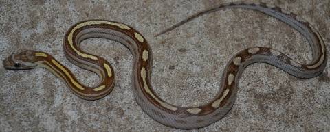 Baby Caramel Motley Striped Cornsnakes