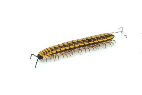 Yellow Dragon Millipedes