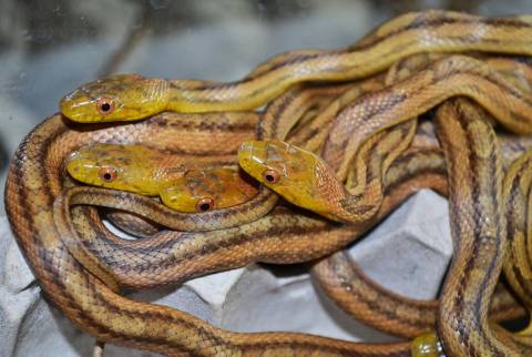 Baby Yellow Ratsnakes