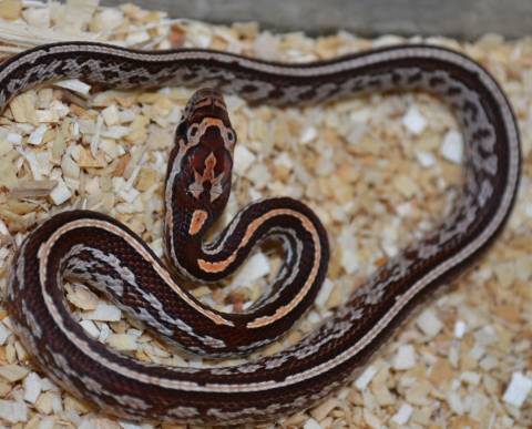 Baby Tessera Motley Cornsnakes