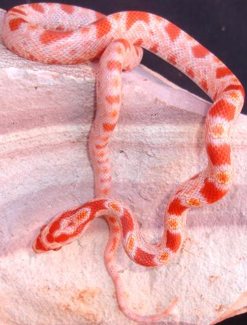 Baby Fluorescent Orange Cornsnakes