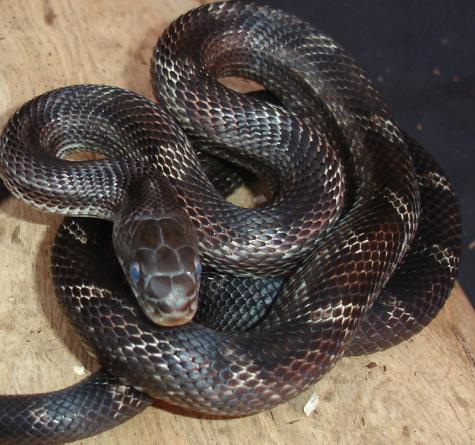 Adult Black Ratsnakes