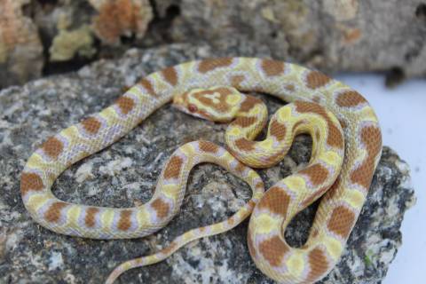 Baby Butter Cornsnakes
