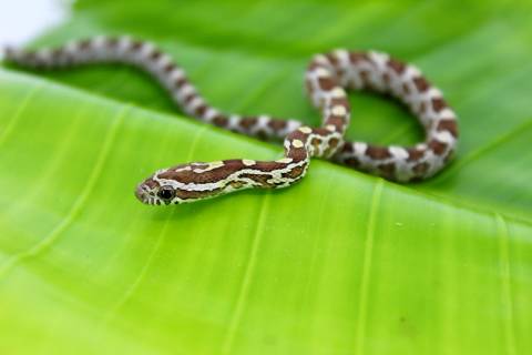 Baby Caramel Cornsnakes