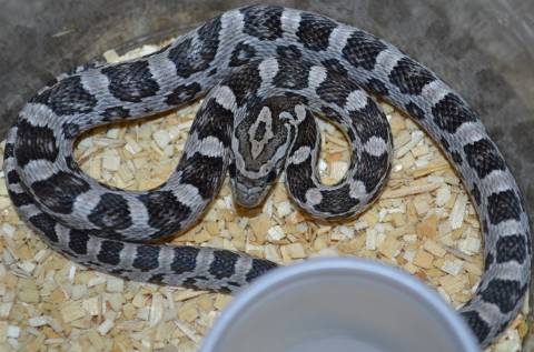 Small Black Cornsnakes