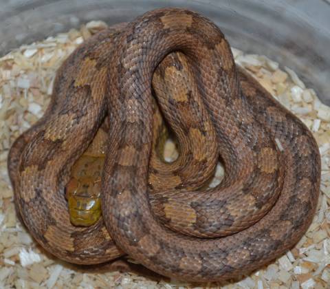 Baby Everglades x Yellow Ratsnakes