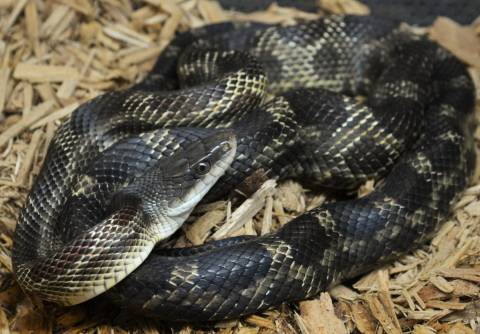 Sub Adult Grey Ratsnakes