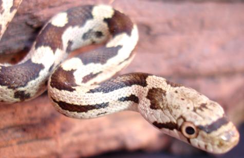 Baby Black Ratsnakes