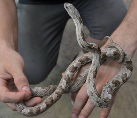 Sub Adult Gulf Hammock Ratsnakes