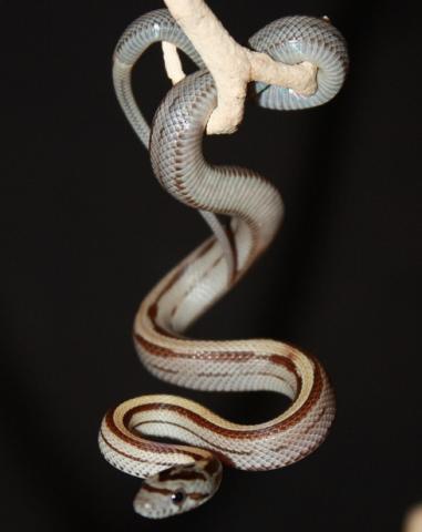 Baby Caramel Striped Cornsnakes