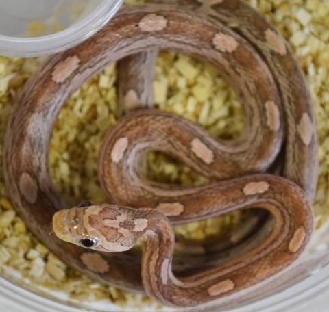 Small Lavender Motley Cornsnakes