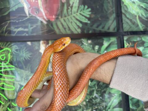 Adult Everglades Ratsnakes