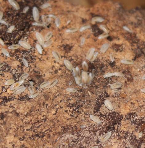 Isopod Cultures  (Trichorhina tomentosa - Dwarf White)