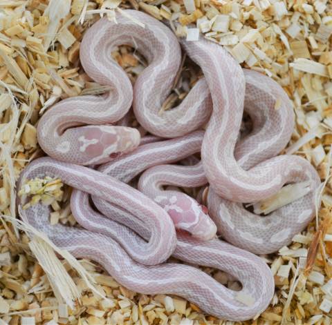Baby Snow Tessera Cornsnakes