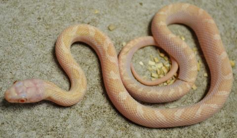 Baby Albino Licorice Ratsnakes