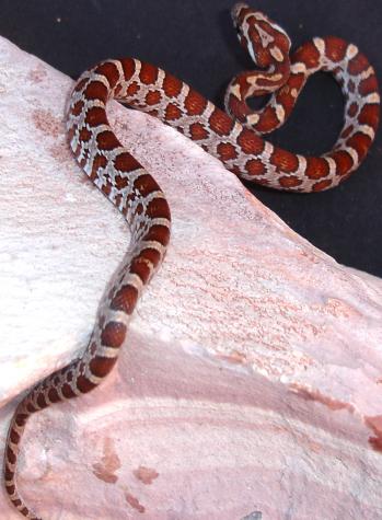 Baby Root Beer Cornsnakes