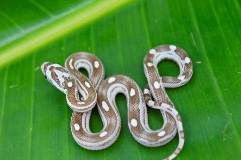 Baby Ghost Motley Cornsnakes