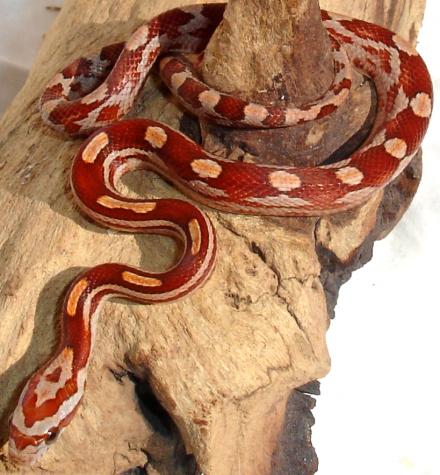 Baby Hypo Motley Cornsnakes