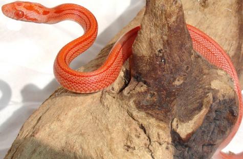 Baby Albino Striped Cornsnakes