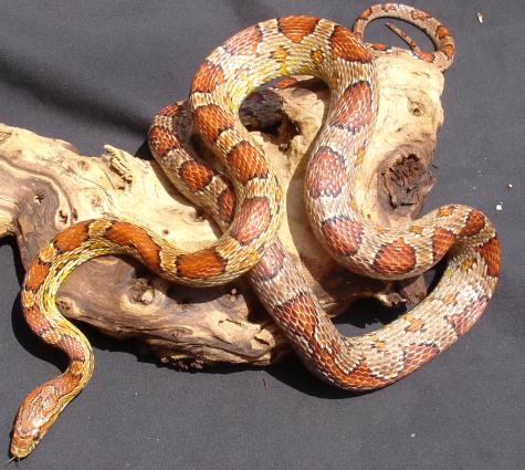 Adult Okeetee Cornsnakes