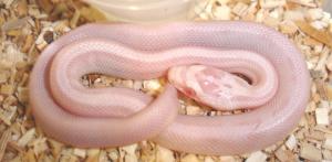 Baby Striped Snow Cornsnakes