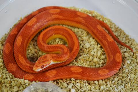 Small Albino Motley Cornsnakes