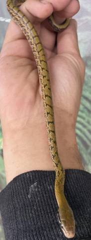 Baby Chinese Beauty Snakes