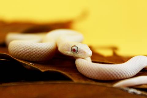 Small Leucistic Texas Ratsnakes