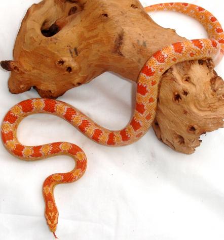 Medium Albino Cornsnakes