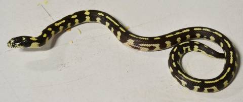 Baby Aberrant Coastal California Kingsnakes