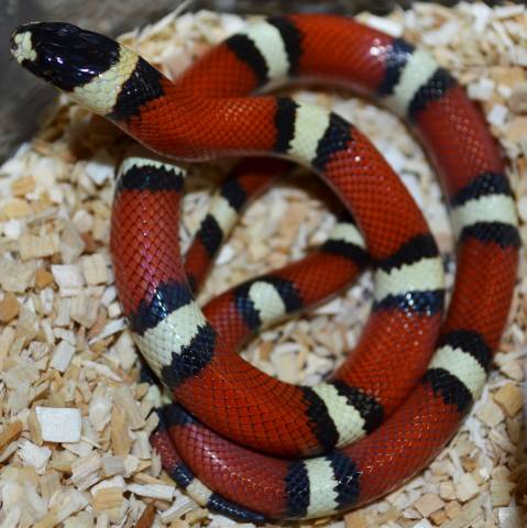 Baby Hypo Sinaloan Milk x Thayeri Kingsnakes
