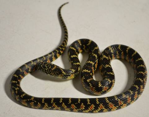 Small Florida Kingsnakes