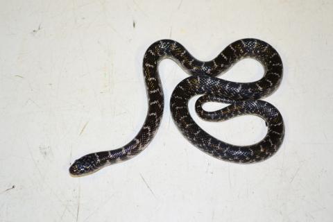 Baby Axanthic Brooks Kingsnakes