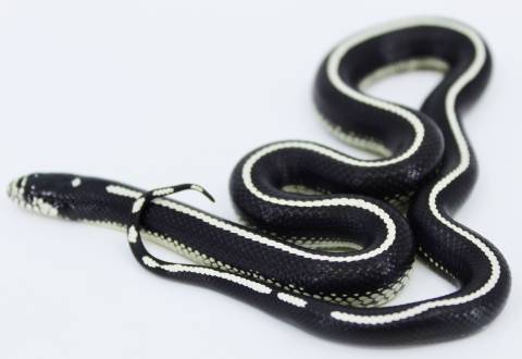 Baby Striped Black & White California Kingsnakes