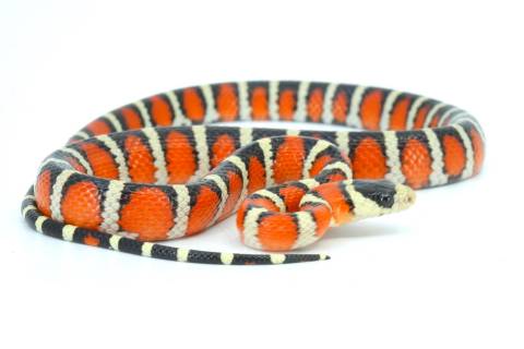 Baby Arizona Mountain Kingsnakes