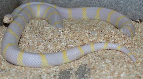 Adult Albino California Kingsnakes