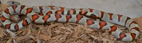 Large Durango Mountain Kingsnakes
