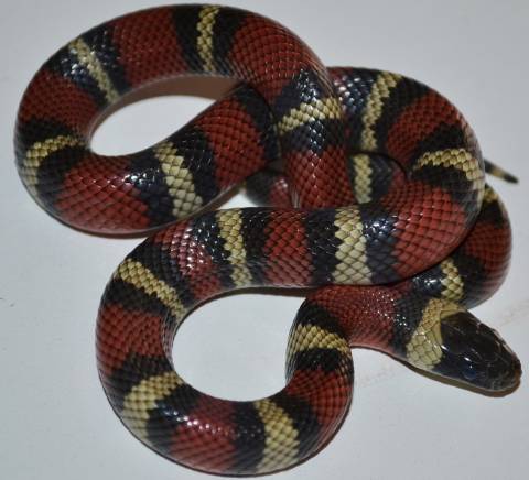Baby Thayeri Kingsnakes x Nelsons Milksnakes
