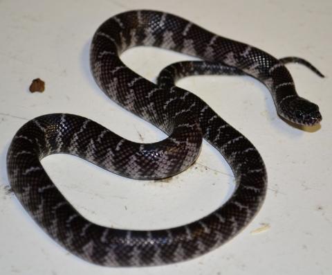 Baby Axanthic Florida Kingsnakes